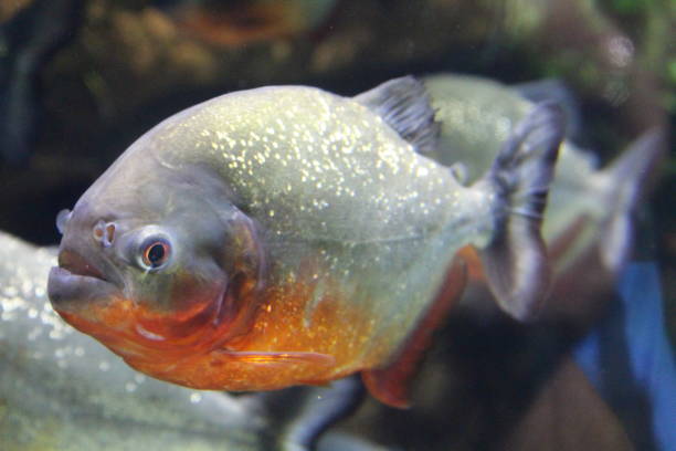 istock A flock of piranha fish in water. 1199065556