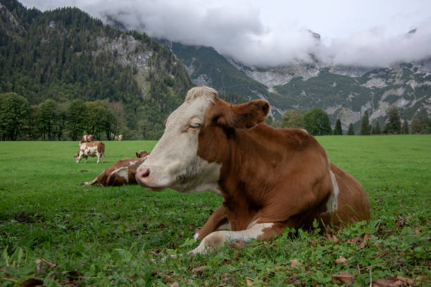 istock Brown and white cows on pasture, Verfenveng Austrian Alps, beautiful scenery 1199065584