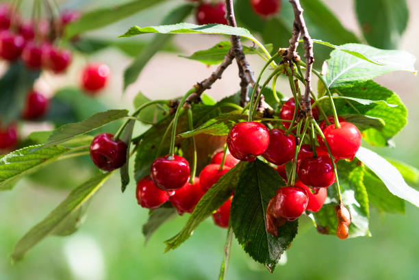 istock Bunch of ripe sour cherries hanging on a cherry tree 1199066684