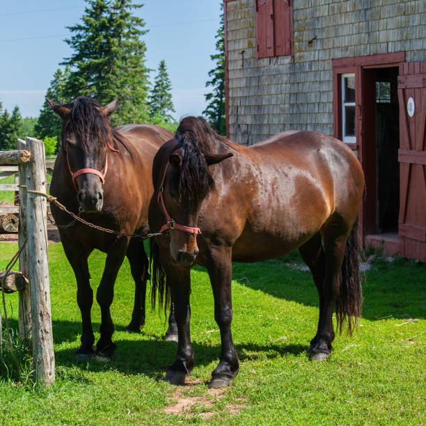 A herd of horses graze in a pasture near Sundre, Alberta, Canada