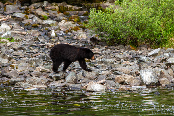 istock Black Bear (Ursus americanus) walking across rocks 1199067845