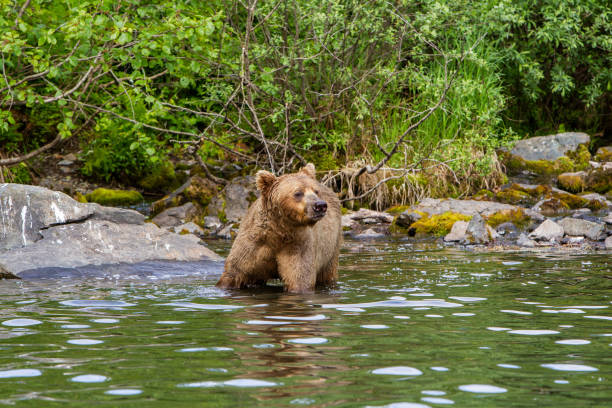 istock Large Brown Bear (Ursus arctos) walking in the water 1199068379