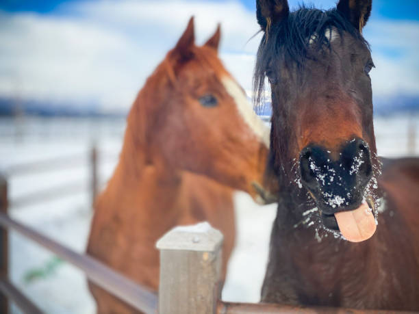 horses - winter snow livestock horse imagens e fotografias de stock