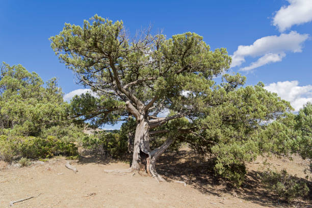 Relic tree juniper Relic tree juniper (Juniperus excelsa) in the Crimean mountains. juniperus excelsa stock pictures, royalty-free photos & images