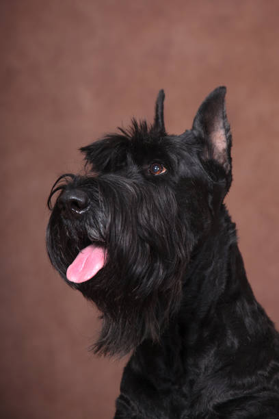 ritratto a guardare in alto, grande cane nero bellissimo giant schnauzer - giant schnauzer foto e immagini stock