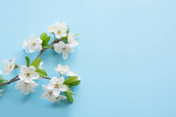 istock Spring white blossom branches on blue. Floral pattern. Space for text. Banner or template. View from above, flat lay. 1199070933