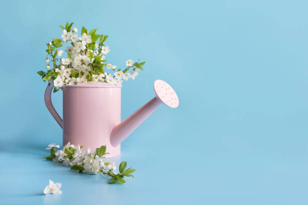 istock Bouquet white flowers blooming fruit tree in decorative watering can. Gardening spring concept. 1199072082