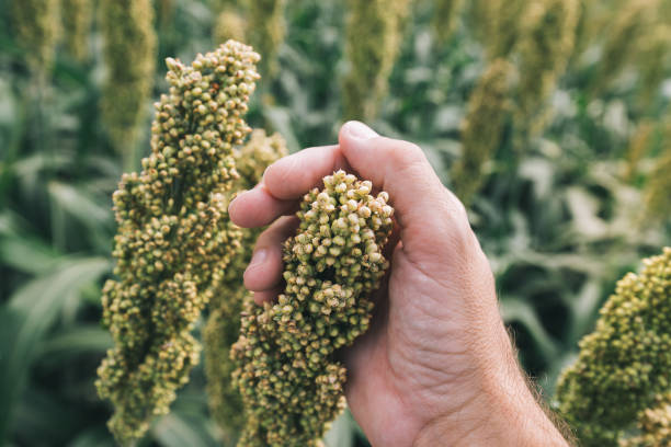 istock Farmer examining Sorghum bicolor crop in field 1199072270