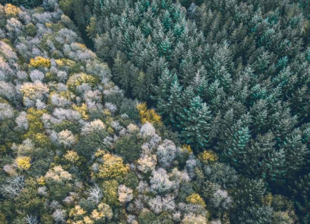 istock Russian forest at autumn from air 1199072701