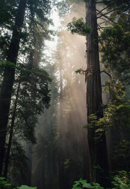 istock Summer dense forest in Russia 1199073348