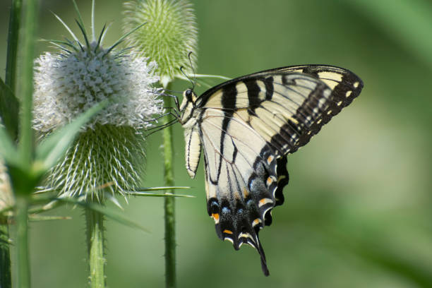 бабочка 2019-202 - tiger beauty in nature insects nature стоковые фото и изображения