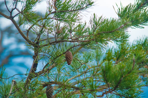 Maritime pine Pinus pinaster, also called cluster pine and umbrella pine, shows dense brown cones and long green needles on branches, set against a bright blue sea and sky