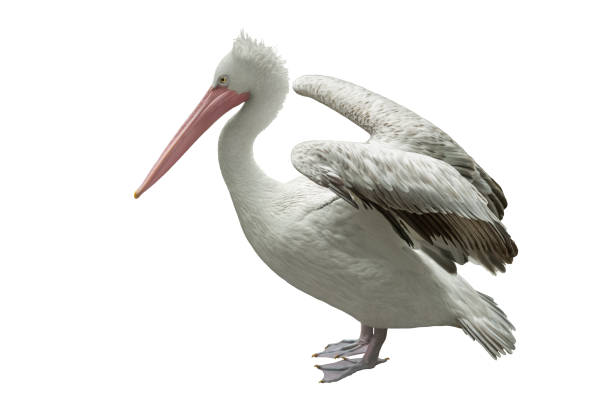 istock Pelecanus isolated on a white background close-up. Beautiful big bird. 1199073495