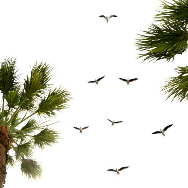 istock seagulls and palm trees 1199074574