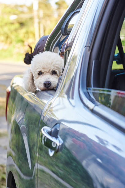 istock White poodle dog looking outside from car 1199074682