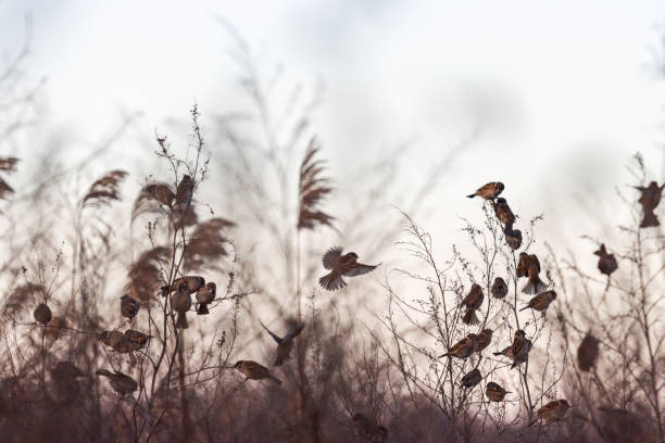 istock sparrows eat seeds of dry plants 1199074746
