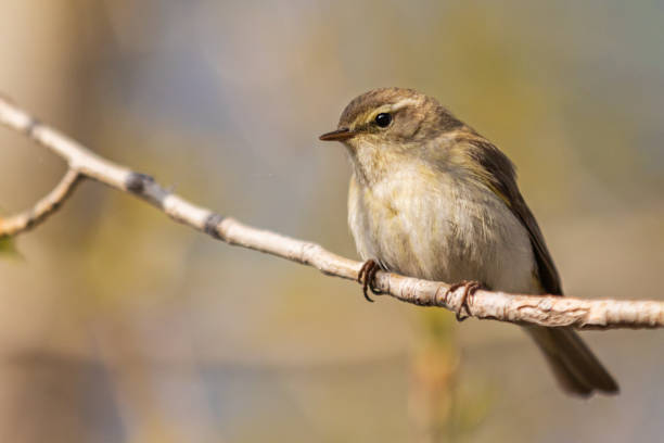 istock little songbird sits on a branch 1199074864