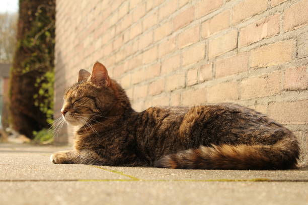 istock a cat is snoozing in the garden in summer 1199076874