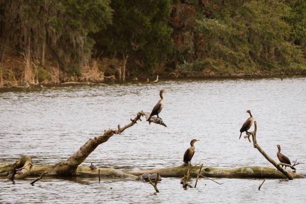 istock Water fowl on a branch in Ashley River 1199077054