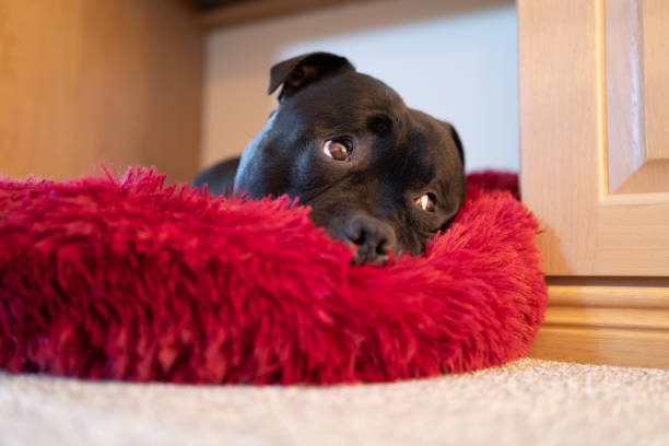 porträt eines staffordshire bullterrier-hundes, der auf einem weichen flauschigen bett mit einem niedlichen erhöhten augenbrauen-ausdruck liegt. - pets bed bedroom animal stock-fotos und bilder