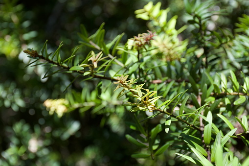 Close-Up of New Growth  on Podocarpus Totara Branch. Podocarpus Totara is a species of podocarp tree endemic to New Zealand.