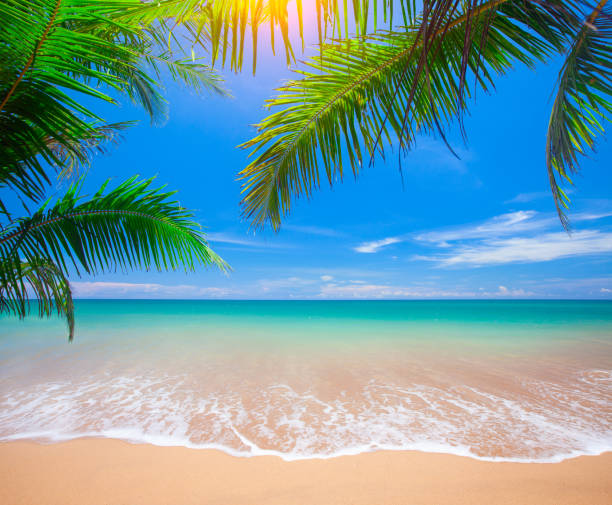 istock tropical beach with coconut palm 1199078743