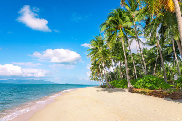 istock beach and coconut palm trees. Koh Samui, Thailand 1199079029