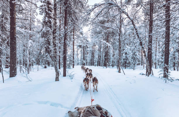 хаски собачьи упряжки в лапландии, финляндия - winter dog non urban scene horizontal стоковые фото и изображения