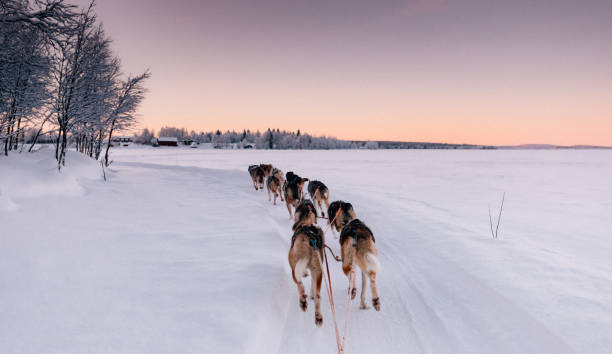 istock Husky dog sledding in Lapland, Finland 1199079045