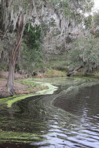istock Along the shore of the pond 1199080293