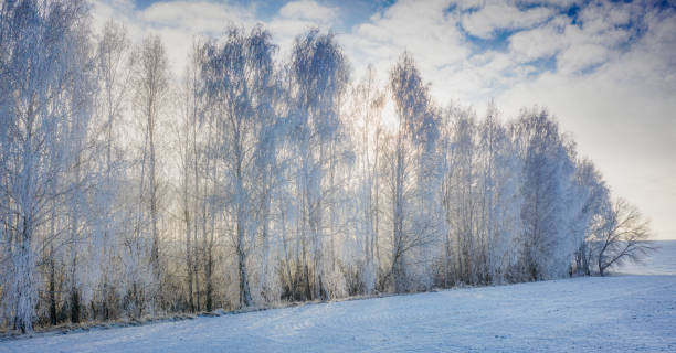istock Snow-covered pine tree against winter field background, and blue winter sky 1199080316