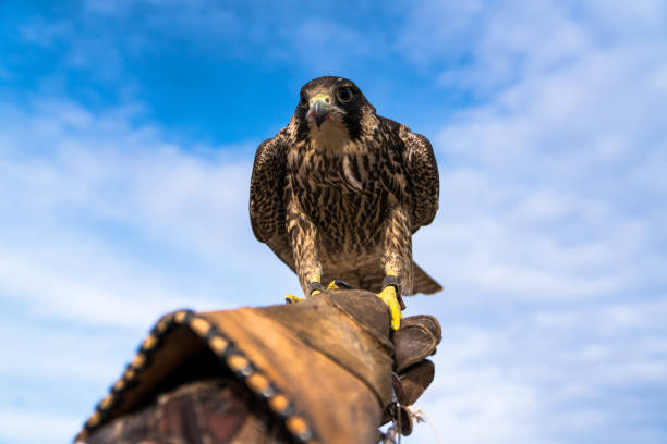 sokół wędrowny - peregrine falcon zdjęcia i obrazy z banku zdjęć