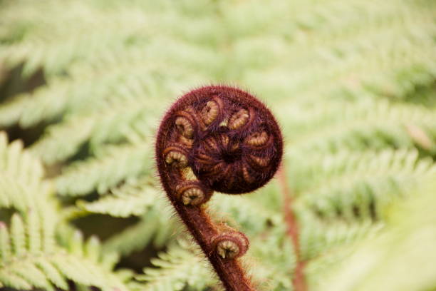 istock New Life Punga Fern Frond (Koru) 1199080518