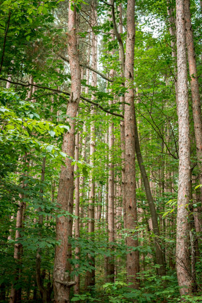 istock Forest at the Sleeping Bear Dunes National Lakeshore 1199080723