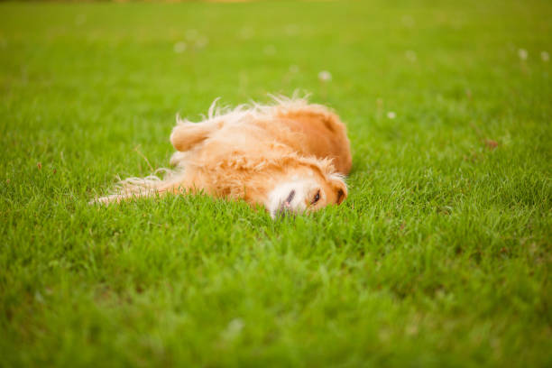 istock Dog in the city park 1199080847
