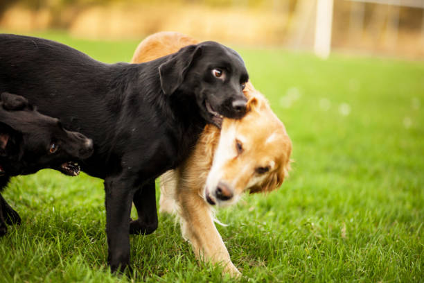 istock Dogs playing outdoor 1199081618