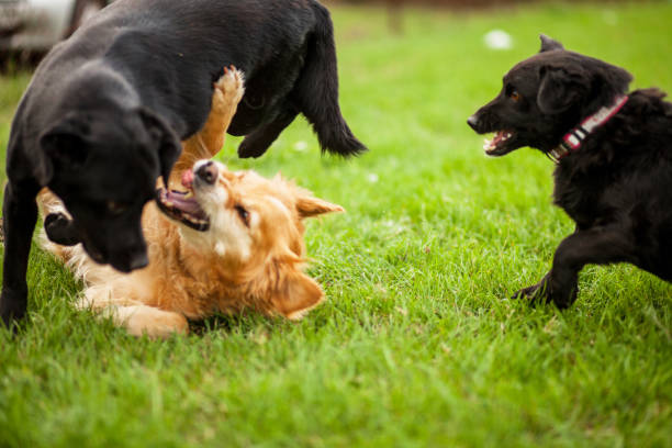 istock Dogs playing outdoor 1199081665