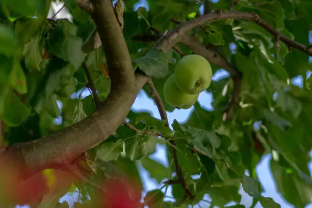 Photo of Green unripened common apples hanging on the tree during summer time