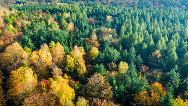 istock Autumn forest with multicolored trees, view from above 1199082024