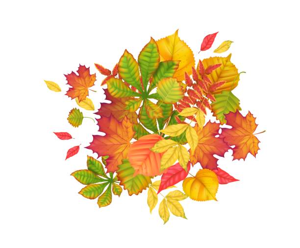 kolekcja jesiennych liści różnych drzew realistyczny styl wektorowy. obiekty izolowane - elm tree autumn leaf tree stock illustrations