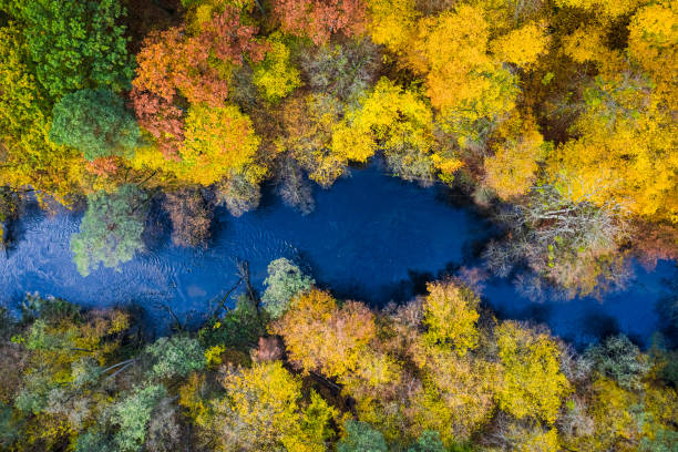 istock River and yellow forest in autumn, view from above 1199082883