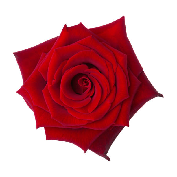 istock Bright red Rose isolated on white background. 1199083195