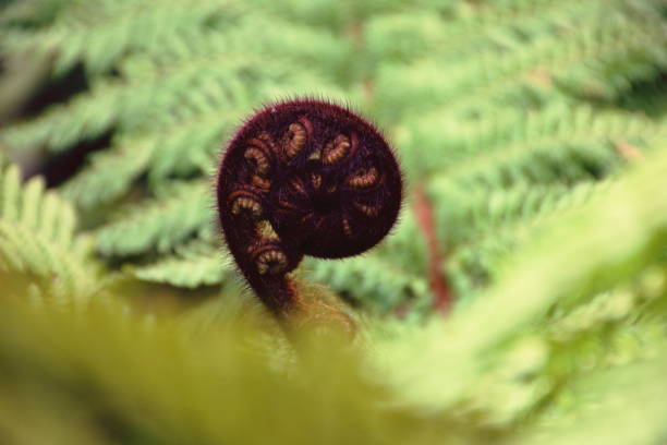 istock New Life Punga Fern Frond (Koru) 1199083333