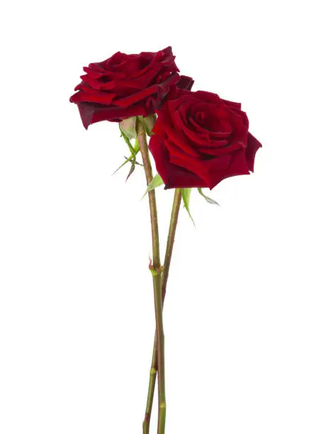 Two dark-red Roses isolated on white background.