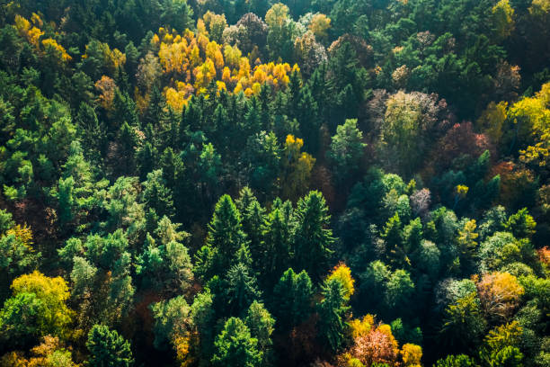istock Green and yellow autumn forest, view from above 1199083485