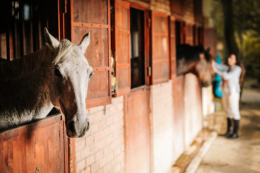 Brown Donkey