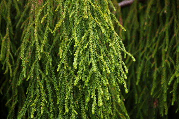 Close-Up of New Zealand Native Rimu Tree (Dacrydium cupressinum). The Rimu is a large evergreen coniferous tree endemic to the forests of New Zealand. It is a member of the southern conifer group, the podocarps.