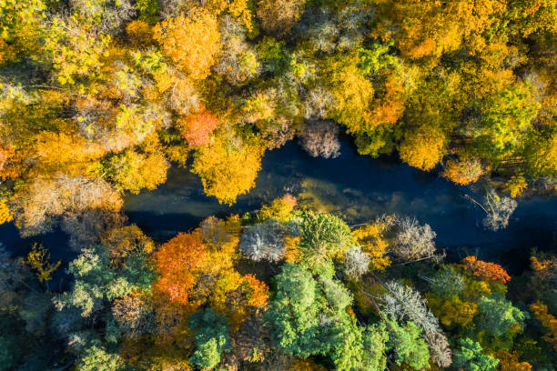 istock Colorful forest and river in autumn, view from above 1199084468