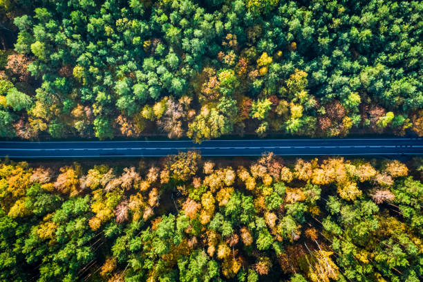 istock Top down view of black road and multicolored forest 1199084479