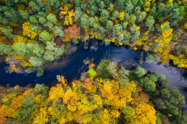 istock Blue river and colorful forest, view from above 1199084503